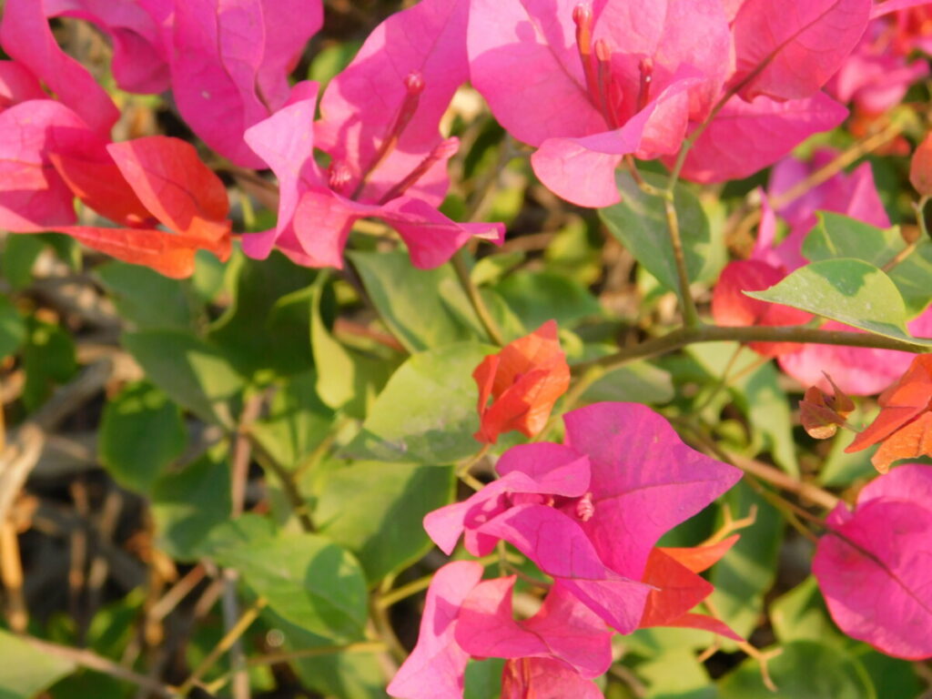 بين الطبيعه (calm music - موسيقى هادئه)Between nature