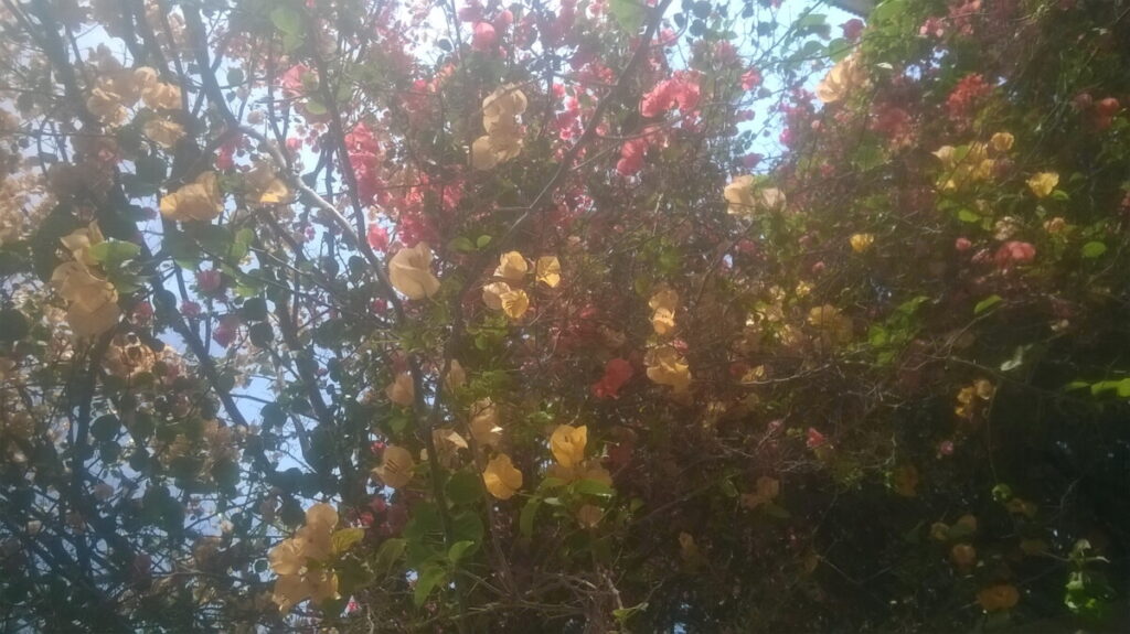 like a humen كما الإنسان